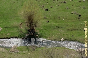 O turmă de oi şi capre pe malul Rîului Ciorna de lîngă satul Glinjeni