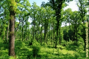 Pădurea de stejar din apropierea satului Tabăra, Orhei