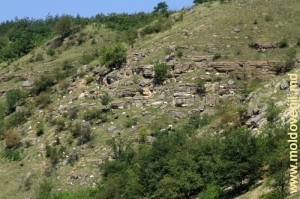 Стадо коз на склонах ущелья вдоль Реута у села Требужень. Июль