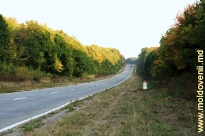 Pădure de toamnă la apus, de-a lungul şoselei Bălţi