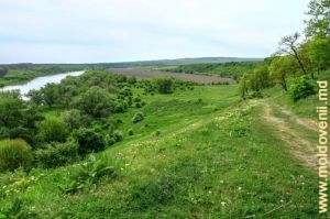 Valea rîului Prut în preajma satului Pererîta, vedere de pe panta sîngă