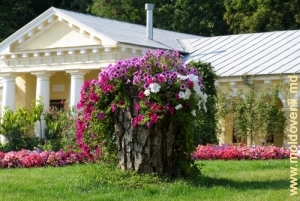 Strat de flori la mănăstirea Hîncu, august, raionul Hînceşti