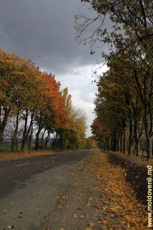 Drum din raionul Briceni, octombrie
