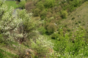 Arbuşti în floare pe pantele satului Buzdugeni, Edineţ