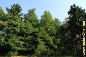 Copaci, care împrejmuiesc poieniţa din parcul Vila Mîndîc