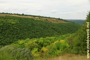 Defileul de lîngă satul Tătărăuca Veche, Soroca