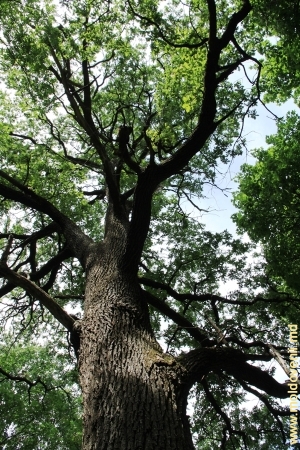 Coroana imensului stejar din partea centrală a rezervaţiei