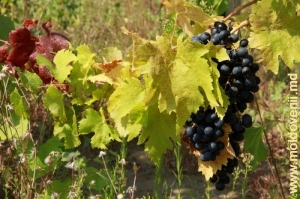 Комратский виноград. Август