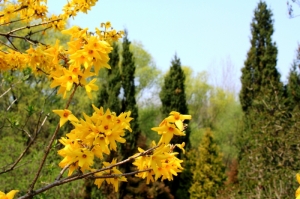 Primăvara în Grădina Botanică, Chişinău