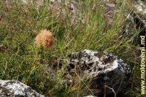 Цветок на склоне ущелья Борта Чунтулуй, Бричень. Август