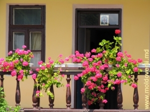 Flori la balconul chiliilor mănăstirii Hîncu, iulie