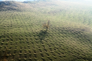 Дерево на склоне ущелья Брынзень