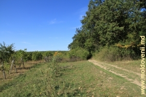 Drumul de la marginea pădurii Văsieni, Teleneşti
