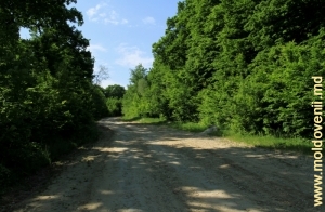 Drum prin pădure în apropiere de satul Tabăra, Orhei