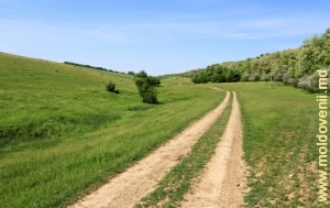 Drum de-a lungul pădurii în direcţia satului Rediul de Sus, Făleşti