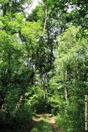 Drumul prin pădurea rezervaţiei