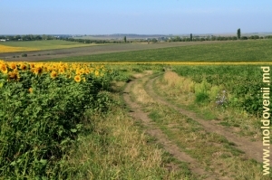 Дорога в полях, Рышканский район