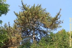 Coroana unui copac din parcul Vila Mîndîc