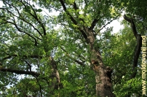 Stejarii imenşi din pădurea de pe panta toltrelor din preajma satului Bezeda