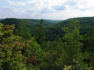 Хвойно-лиственный лес в ущелье и на склонах холмов