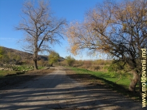 Drumul de la marginea satului Saharna, Rezina