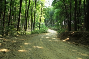 Drum prin pădurea de fagi în apropiere de Adîncata, Botoşani