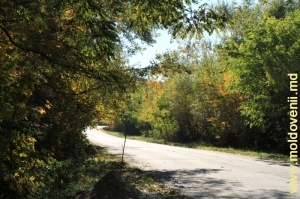 Drum prin pădurea de lîngă satul Sadova pînă la Călăraşi