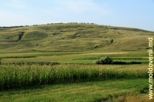 Peisaj din raionul Anenii Noi, august