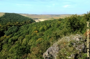 Valea împădurită a rîului Draghişte din partea centrală a rezervaţiei („Elveţia moldovenească”, conform spuselor băştinaşilor)