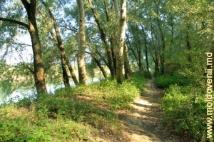 Pădurea de pe malul Prutului, Leova
