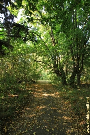 Aleea cu copaci foioşi, parcul Vila Mîndîc