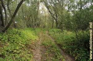 Drumul prin pădure din preajma satului Bezeda sus de Prut