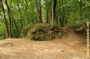 În pădure în apropierea mănăstirii Rudi, Soroca