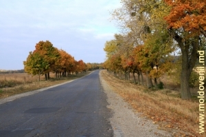 Drumul spre Nisporeni, sfîrşitul lunii octombrie
