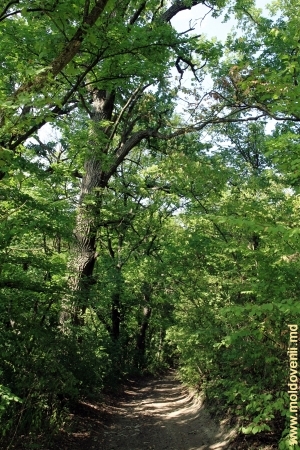 Stejar imens în pădurea de la Teţcani sus de rîul Vilia