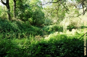 Rîuleţul Vilia în apropiere de gură în pădurea Teţcani
