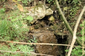 Izvor pitoresc de pădure, ce izvorăşte printre bolovanii de toltre şi care se scurge în Prut