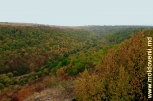 Поросшее лесом ущелье, спускающееся к Днестру, у села Вережень