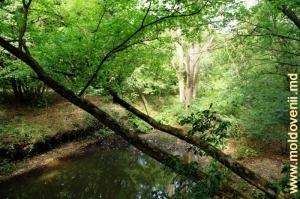 Rîuleţul Vilia în pădurea de la Teţcani