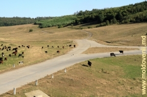 Răscrucea de drumuri din raionul Ialoveni, ziua