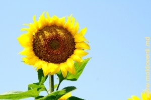 Floarea-soarelui în iulie, raionul Dubăsari