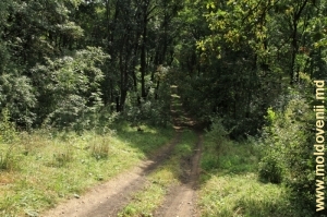 Drum de pădure în rezervaţia de la Feteşti, Edineţ
