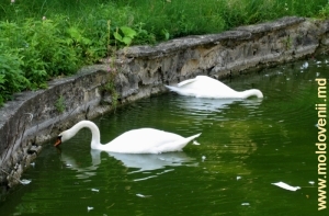 Белые лебеди в бассейне монастыря Хынку