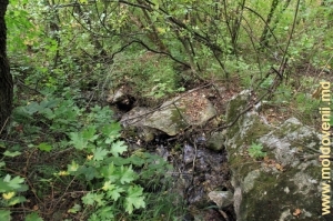Izvor pitoresc de pădure, ce izvorăşte printre bolovanii de toltre şi care se scurge în Prut