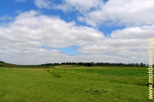 Peisaj de stepă, raionul Donduşeni, iunie